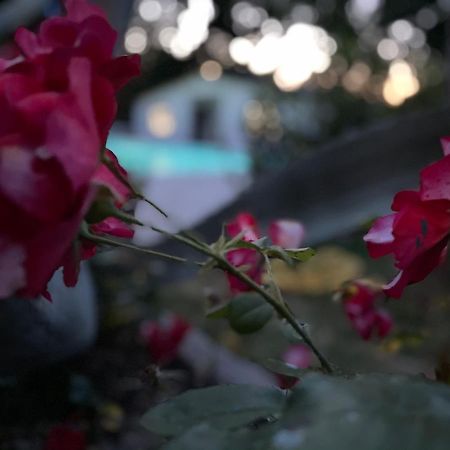 B&B Villa Lupidi Corridonia Dış mekan fotoğraf